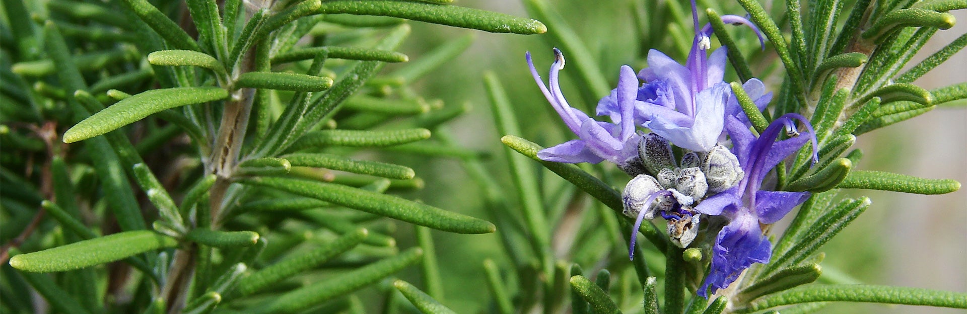 Rosemary Plant