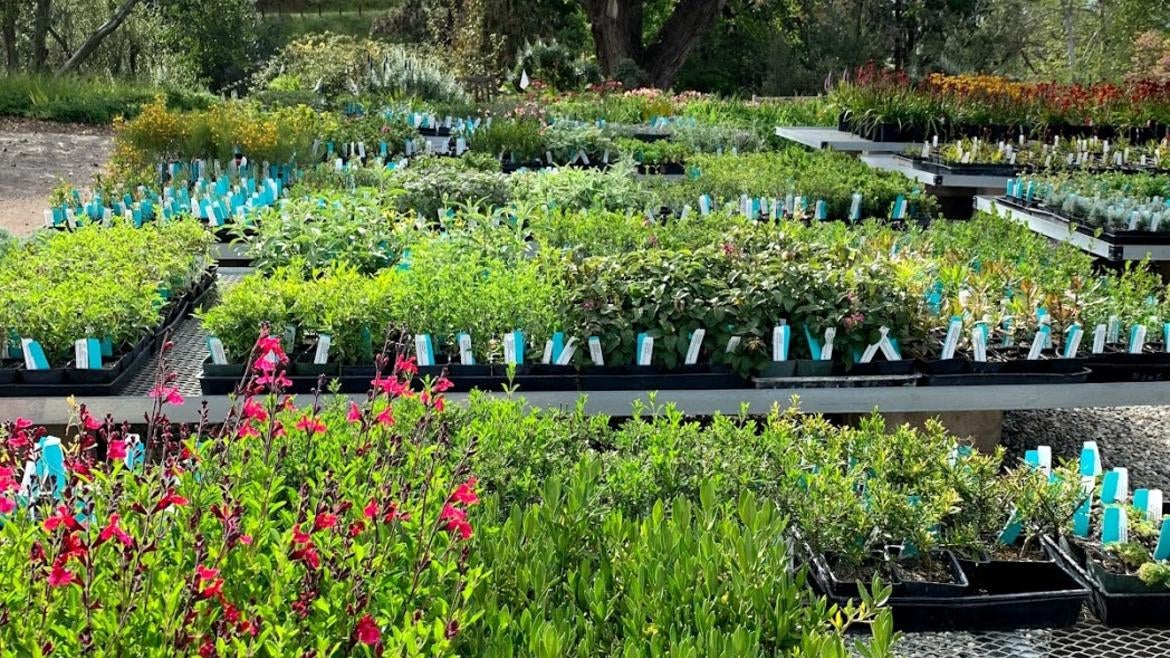 Plant Sale