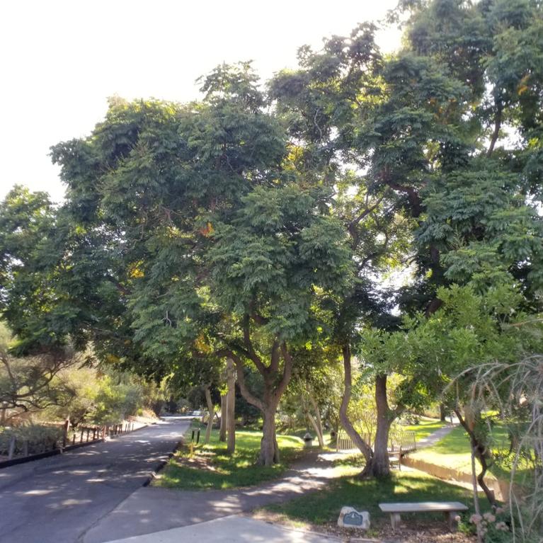 Walking paths and trees at the UCR Botanic Gardens