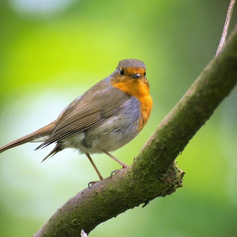 bird