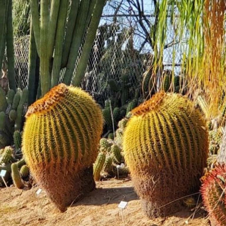 Cacti in the Botanic Gardens