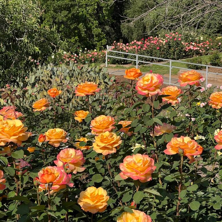 Roses