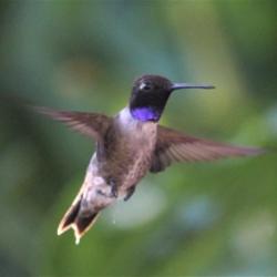 hummingbird with purple throat