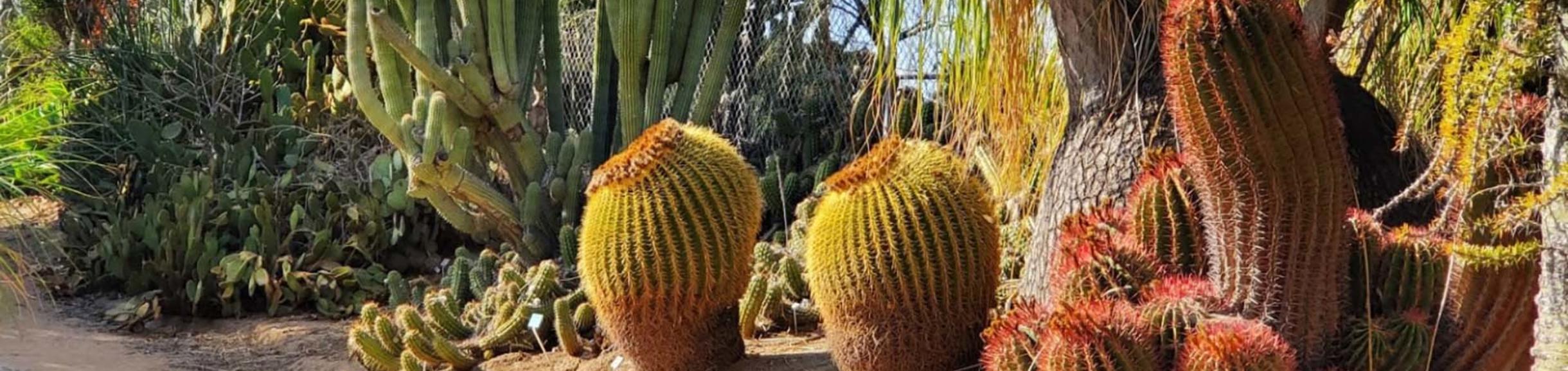 Cacti in the Botanic Gardens