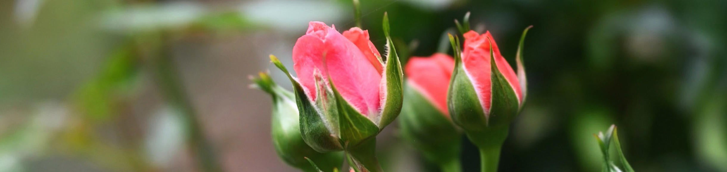 UCR Botanic Gardens, Annual Rose Pruning