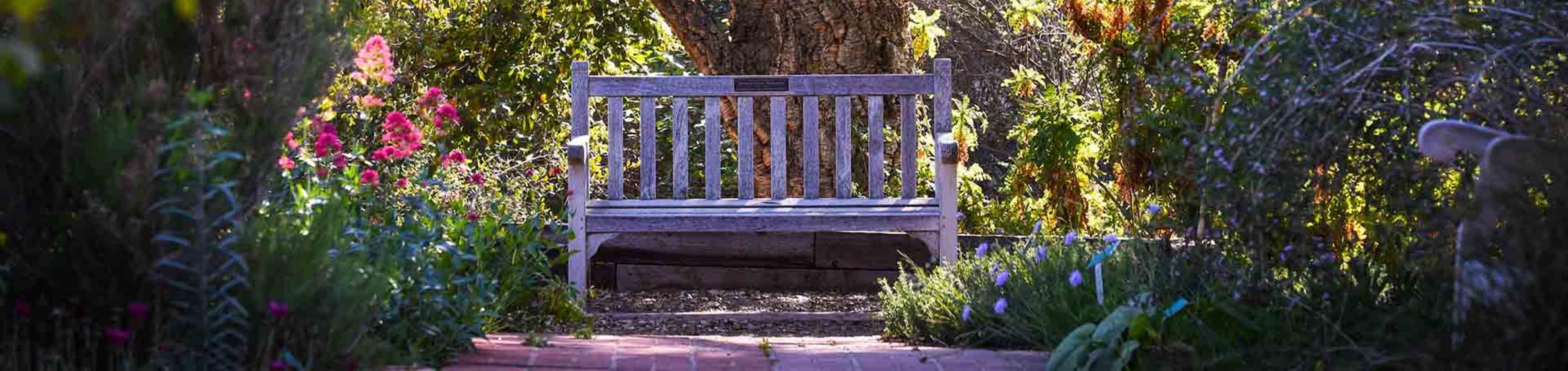 Bench in UCR Botanic Gardens