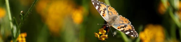 Painted Lady butterfly (c) UCR / Stan Lim