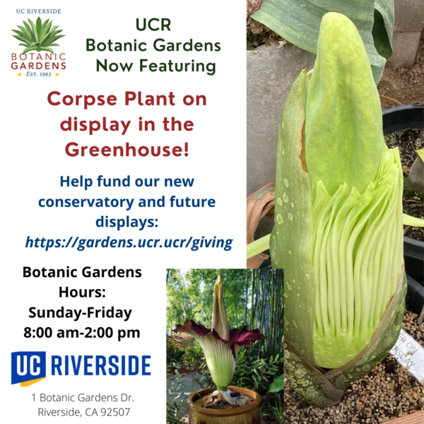 Corpse plant