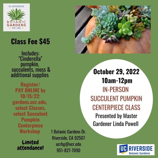 Succulent Pumpkin Class