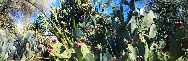 Cacti in the Botanic Gardens