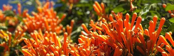 UC Riverside Botanic Gardens vine