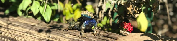 UC Riverside Botanic Gardens lizard