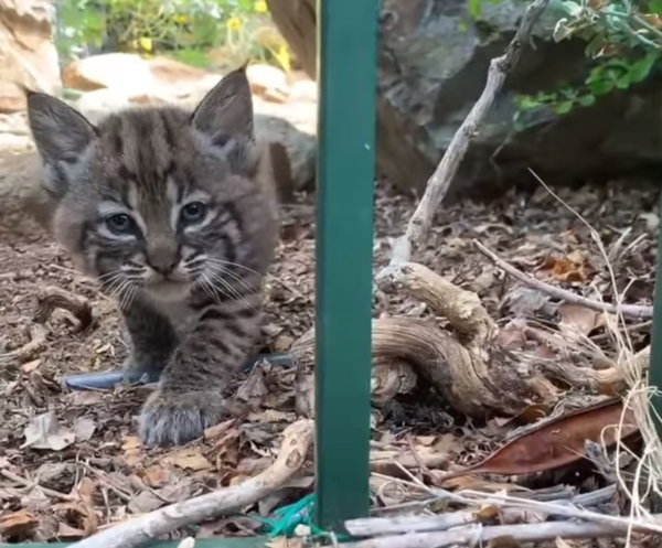 Bobcat kitten