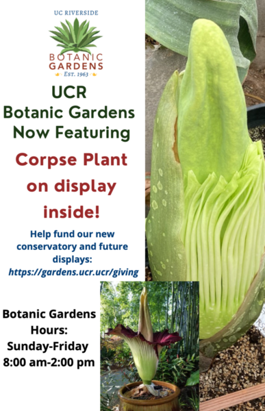 Corpse Plant