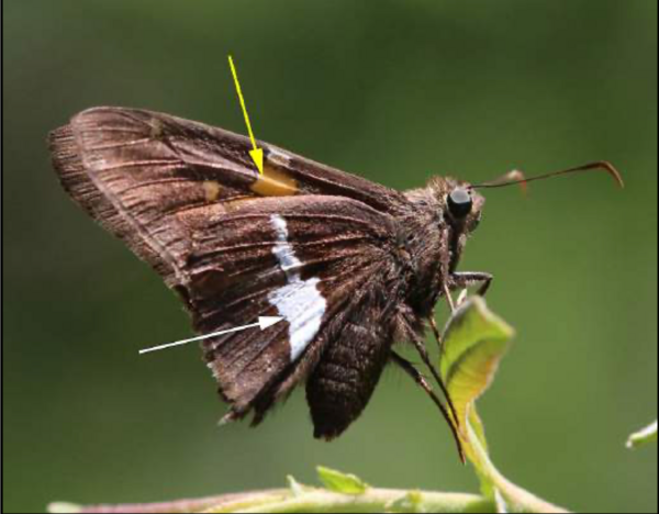 Silver Spotted Skipper