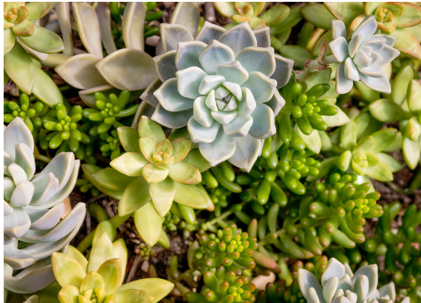 Succulent Wreath 