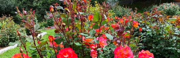 UCR Botanic Gardens, Annual Rose Pruning