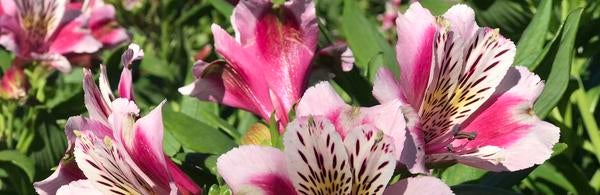 Flowers in bloom (c) Ilse Ungeheuer
