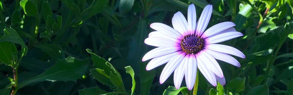 Flower in bloom (c) Ilse Ungeheuer