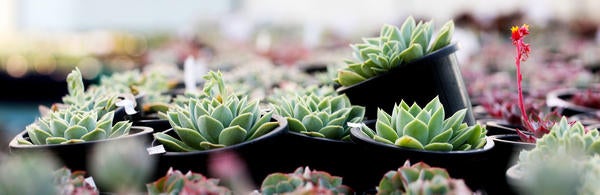 UC Riverside Botanic Gardens plant sale