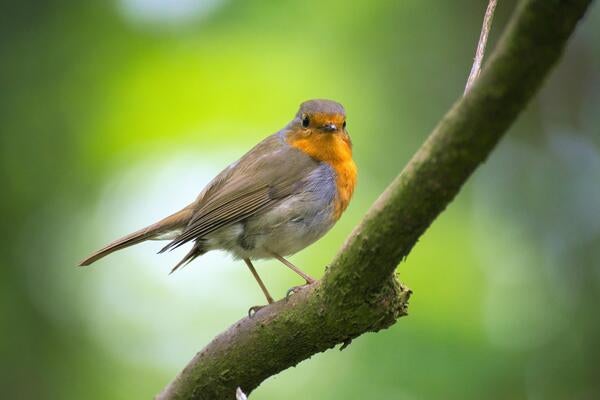 bird