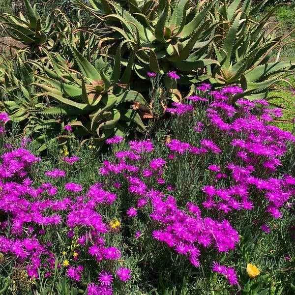 Botanic Gardens slideshow