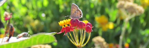 UCR Botanic Gardens, butterfly on flower