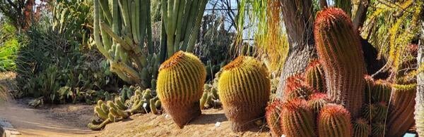 Cacti in the Botanic Gardens