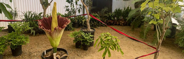 Corpse Plant Bloomed at UC Riverside Botanic Gardens