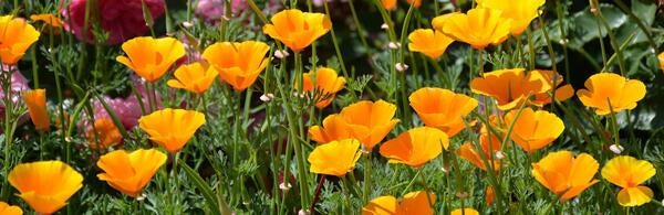 California poppies (Eschscholzia californica) in bloom