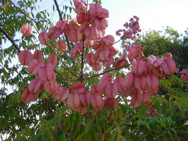 Image_fruits_of_koeltreuteia_binpinnata