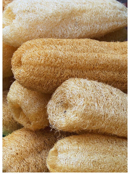 Loofah