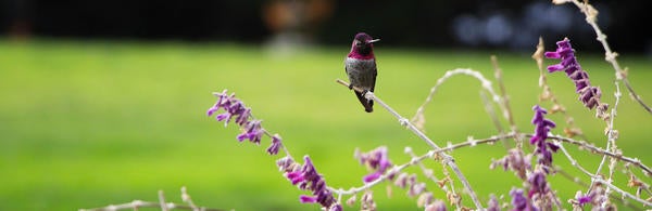 Hummingbird