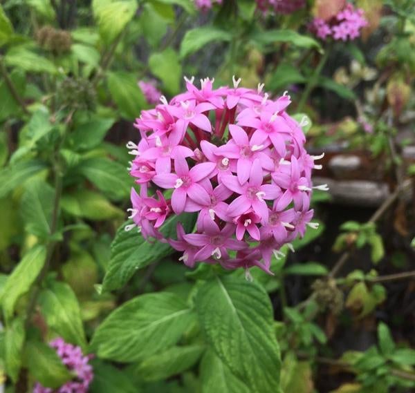 Image_pentas_lanceolata_pink