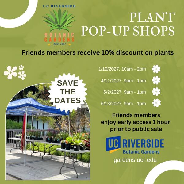 Pop up Shops