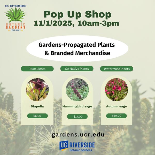 Pop-up Shop