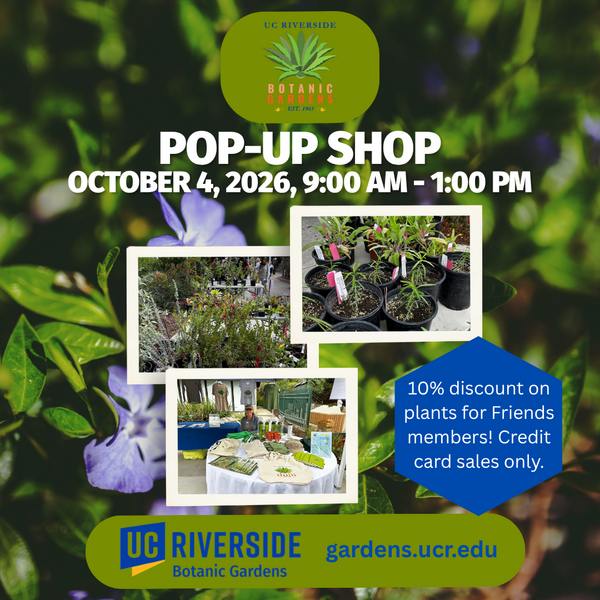 Pop-up Shop