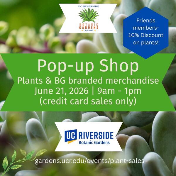 Pop-up Shop