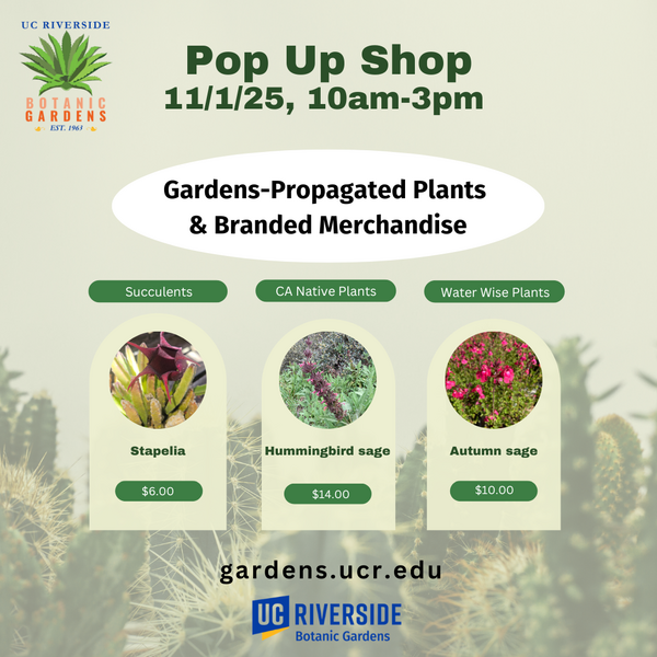 Pop-up Shop