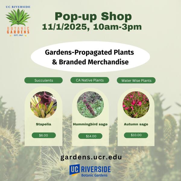 Pop-up Shop
