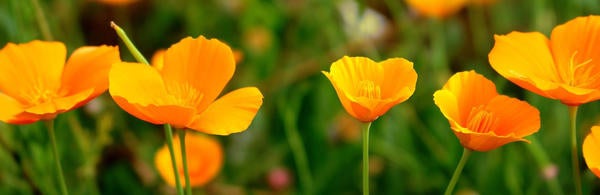 California poppies (Eschscholzia californica) in bloom