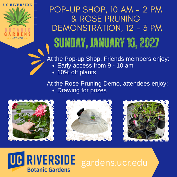 RPD & Pop up Shop