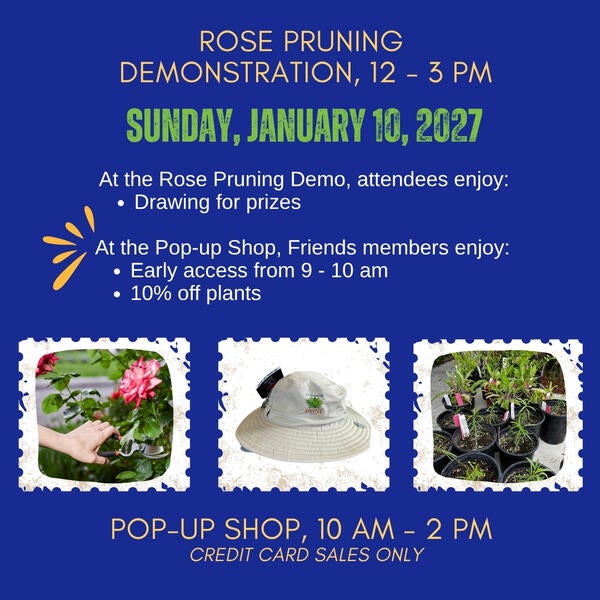 RPD & Pop-up Shop