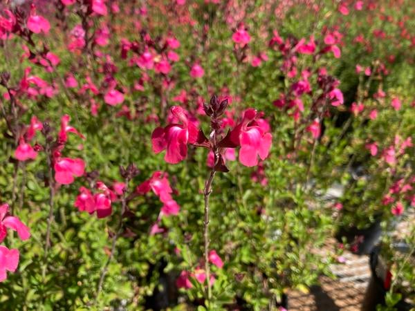 Image_salvia_x_janensis_dark_pink