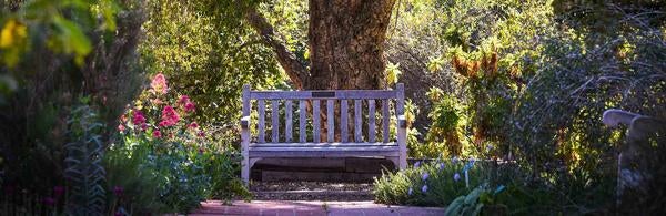 Bench in UCR Botanic Gardens