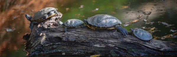 UC Riverside Botanic Gardens turtle pond