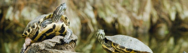 Turtle pond with two turtles