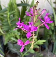 magenta pink orchid