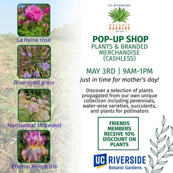 Pop up shop