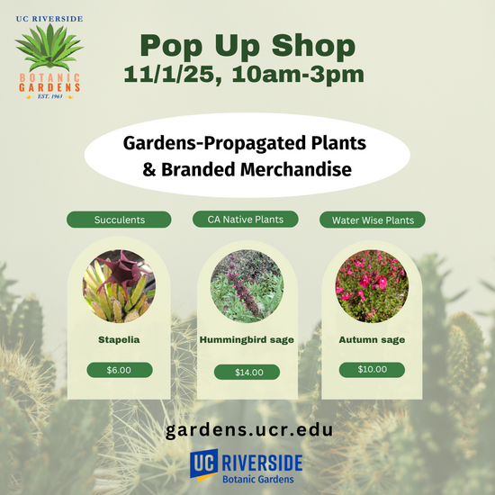 Pop-up Shop